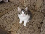 pets 10