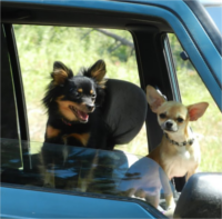 pets 11