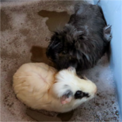 pets 12