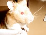 pets 6