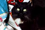 pets 7