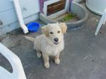 pets 8